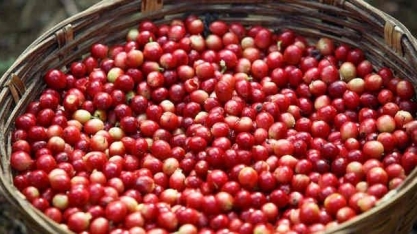  Café: Açúcar: Análise Agromensal Conjuntural Abril/22 Cepea/Esalq/USP