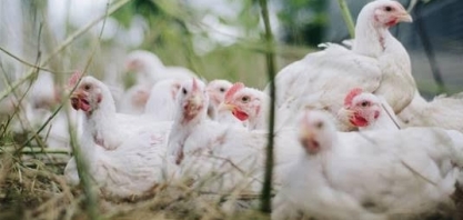 Aves:Exportação de material genético sobe 4,9% em volume e 33,8% em receita