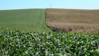Sobe e desce continua, mas preço de grãos se mantém em patamares altos