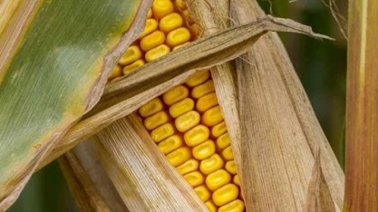 Unem vê produção de 4,5 bi de litros de etanol de milho na safra 2022/23