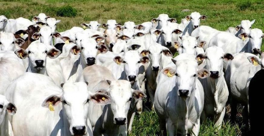 Boi: Açúcar: Análise Agromensal Conjuntural Abril/22 Cepea/Esalq/USP