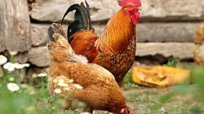 Frango: Análise Conjuntural Agromensal Maio/22 do Cepea/Esalq/USP