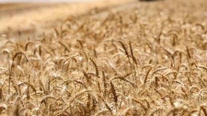 Produção mundial de trigo cai pela 1ª vez em quatro anos