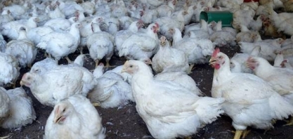 Exportação da carne de frango brasileira atinge número recorde, diz Cepea