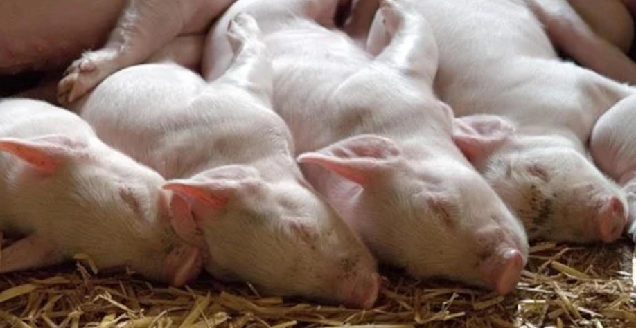 Alegra seleciona startups para melhorar produção de carne suína
