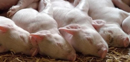 Alegra seleciona startups para melhorar produção de carne suína