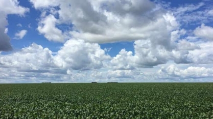 Brasil deve aumentar área de soja em 3% na nova safra com custos elevados