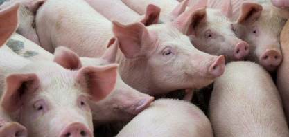 Suínos: Preço do animal vivo cai em maio na maioria das praças