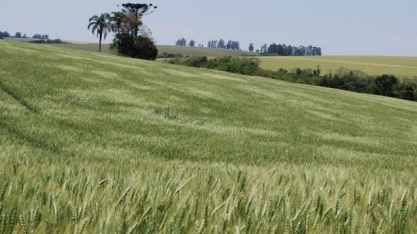 Trigo: Plantio avança no Paraná com boa produtividade