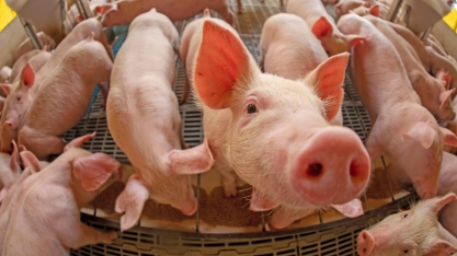 Suínos: Preço no mercado doméstico volta a reagir e chega a R$ 7,30/kg vivo