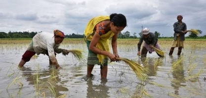 Plantio de arroz da Índia cai 46% ante 2021; deve aumentar com chuvas