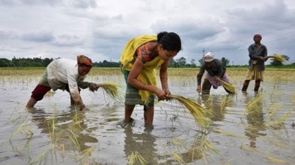Plantio de arroz da Índia cai 46% ante 2021; deve aumentar com chuvas