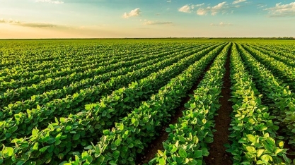 Produção e produtividade na soja ainda estão longe do potencial 