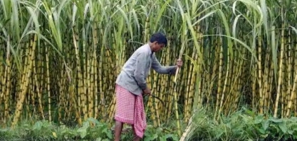 Etanol: Índia conta com tecnologia do Brasil para mistura de 20% até 2025