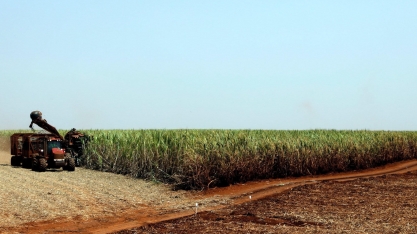 Cana: Moagem acumulada no Centro-Sul cai 12,71% ante safra anterior