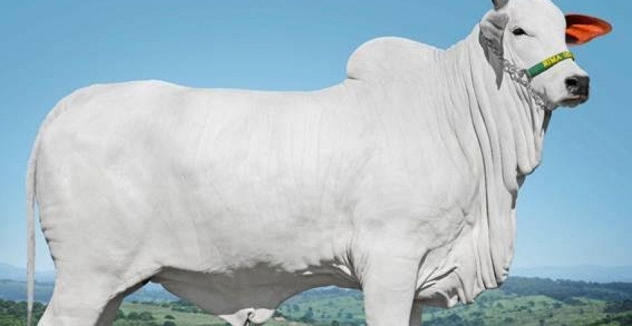 Vaca nelore Sasha é vendida em leilão por R$ 5,76 milhões
