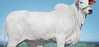Vaca nelore Sasha é vendida em leilão por R$ 5,76 milhões