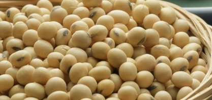 Soja volta a superar R$200 a saca no mercado brasileiro, diz Cepea