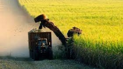 Cana: Safra no Centro-Sul tem queda anual de 5,4% de qualidade em maio 