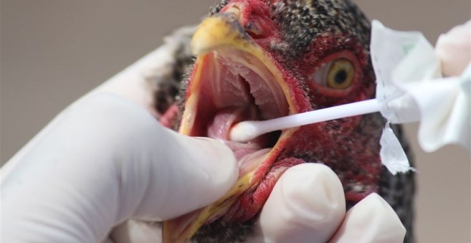 Gripe aviária/EUA: Aumento de casos coloca foco do mercado em biossegurança 