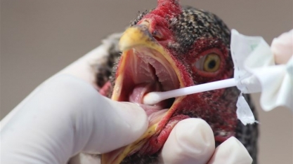 Gripe aviária/EUA: Aumento de casos coloca foco do mercado em biossegurança 
