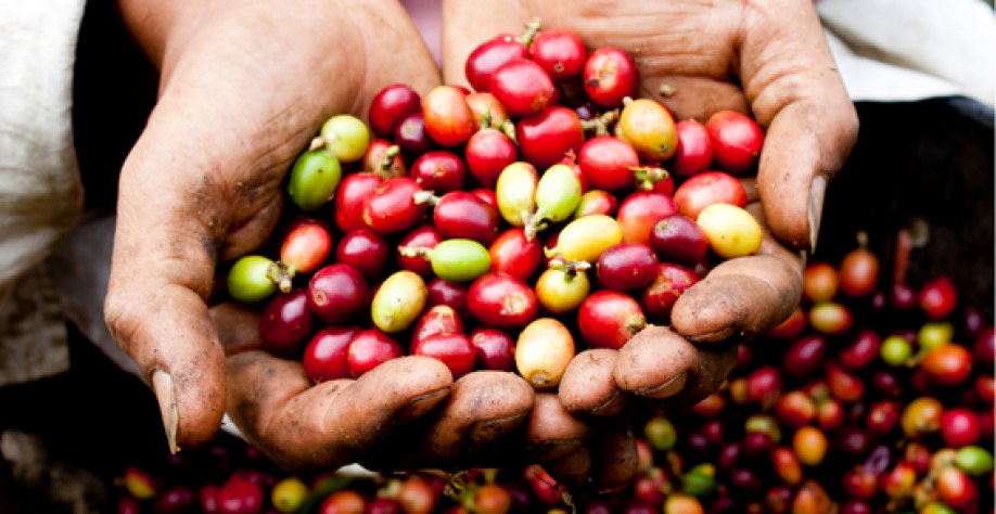 Café: Safras brasileiras? E o consumo interno? – Por Marcelo Fraga Moreira 