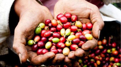 Café: Safras brasileiras? E o consumo interno? – Por Marcelo Fraga Moreira 