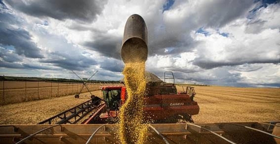  Custo alto derruba PIB do agro e participação do setor na economia cai