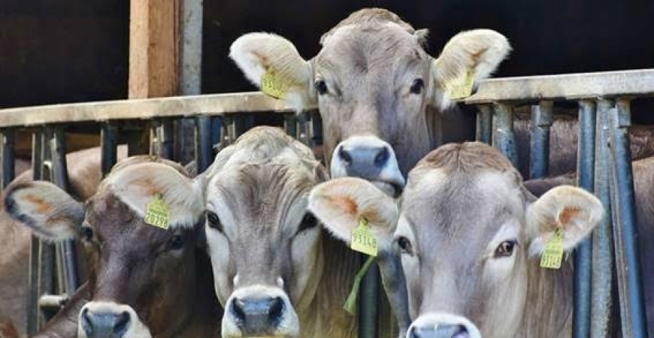 Legenda: No primeiro trimestre de 2022, foram abatidas 361,75 mil cabeças de bovinos a mais que no primeiro trimestre de 2021 (Imagem: Pixabay/RitaE)