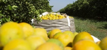 Citros: Produção brasileira em 2022/23 deve aumentar 15,2%