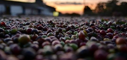 Café: Exportação em maio cai 24,3% ante maio/21, para 2,497 mi de sacas