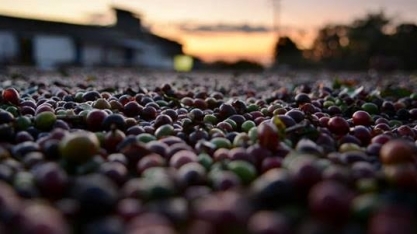Café: Exportação em maio cai 24,3% ante maio/21, para 2,497 mi de sacas