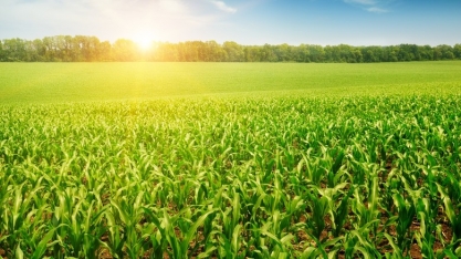 Milho: Análise Conjuntural Agromensal Maio/22 do Cepea/Esalq/USP