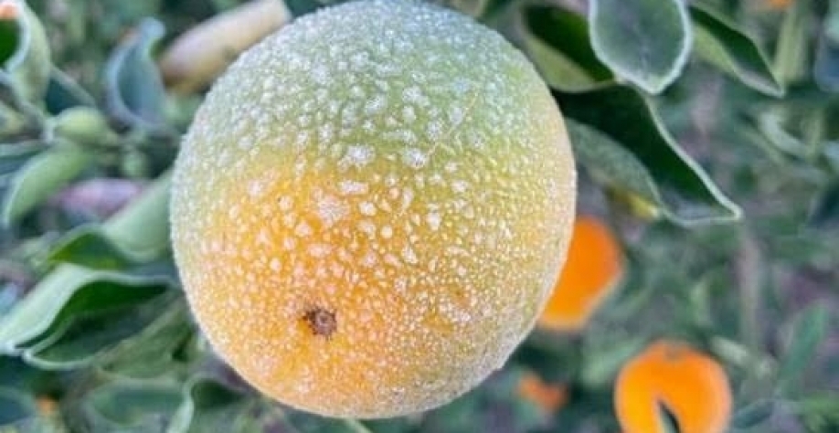 Geada e seca impactam produção de suco de laranja em 2021/22