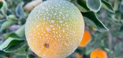 Geada e seca impactam produção de suco de laranja em 2021/22