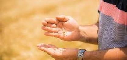 Safra é recorde, mas produção de grãos e de proteínas básicos preocupa