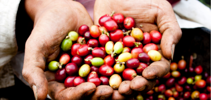 Café: Dados da inflação americana derrubam o mercado