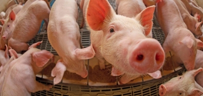 Após um período difícil, suinocultura espera dias melhores
