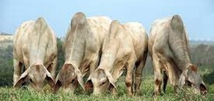 Boi: Análise Conjuntural Agromensal Maio/22 do Cepea/Esalq/USP