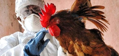 Gripe aviária: França baixa nível de risco e total de casos é de 1.378