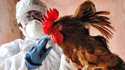 Gripe aviária: França baixa nível de risco e total de casos é de 1.378