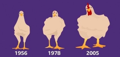 Como o frango que você come aumentou 5 vezes de tamanho em 50 anos