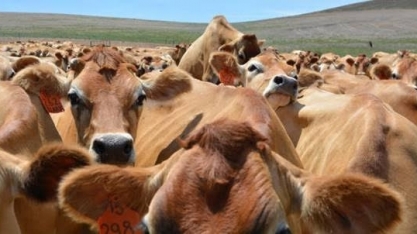 Minerva vê risco sanitário como entrave injustificado para comércio