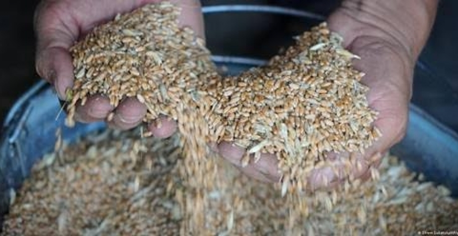 Os fatores por trás da crise de exportação de grãos