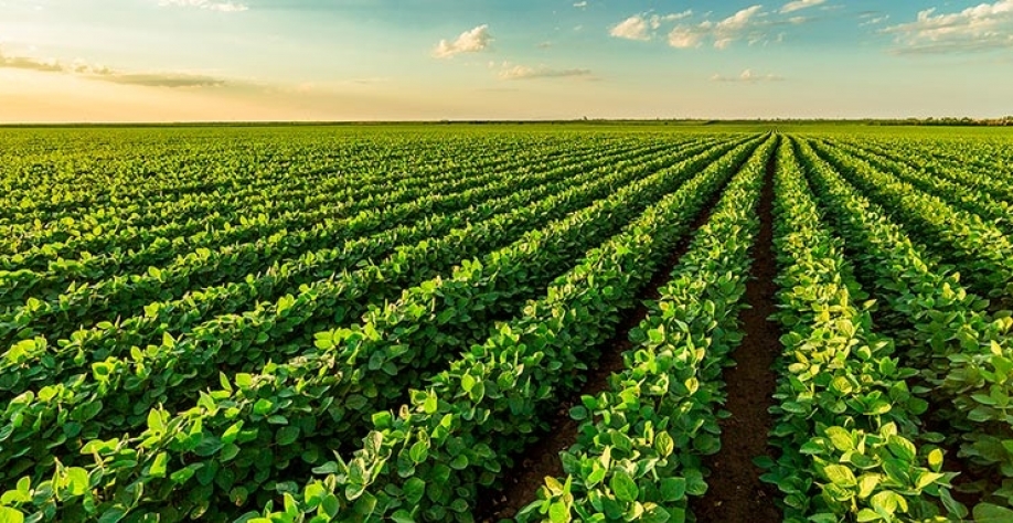AgRural prevê aumento de 1 milhão de hectares na soja em 2022/23 