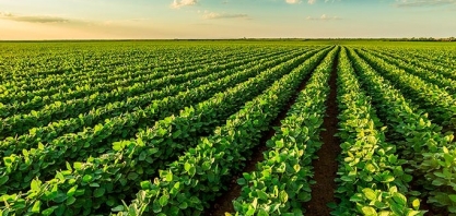 AgRural prevê aumento de 1 milhão de hectares na soja em 2022/23 