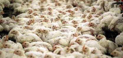Aves: Cobb-Vantress investe R$ 50 milhões em unidade de produção em Minas