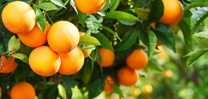 Brasil responderá por 35% da produçao mundial de laranja