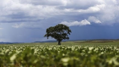 Uso de biofertilizantes na soja é destaque em publicação científica