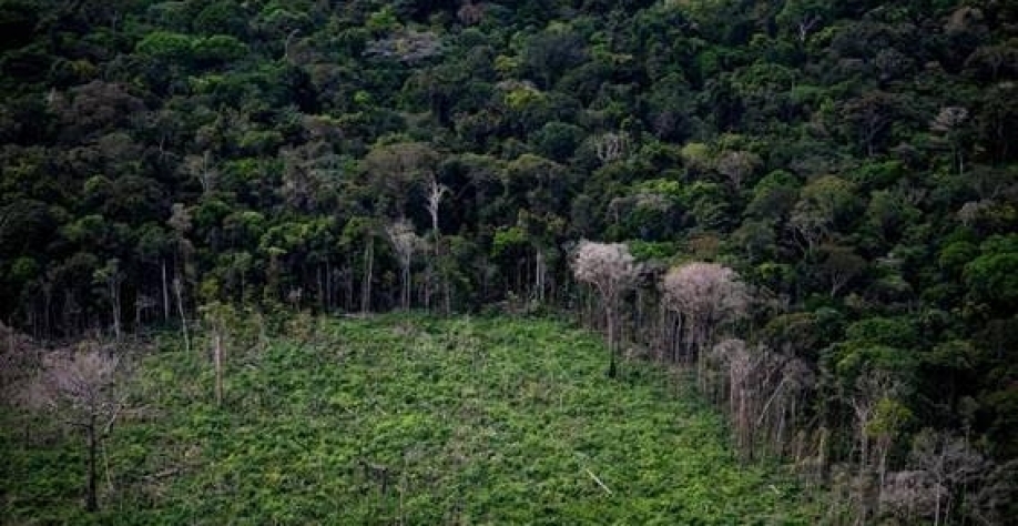 Legenda: O estado do Amazonas teve um salto de 50% no desmatamento entre 2020 e 2021, passando do 4º para o 2º lugar no ranking dos estados que mais desmataram no último ano - Mauro Pimentel - 14.jul.22/AFP